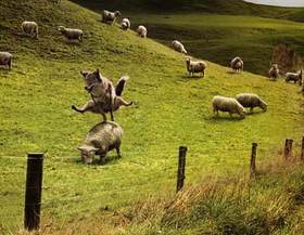 sheepjump.jpg